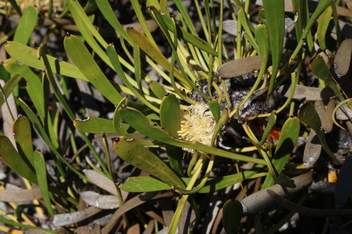 Image of Isopogon polycephalus by (c) Greg Tasney, some rights reserved (CC BY-SA)