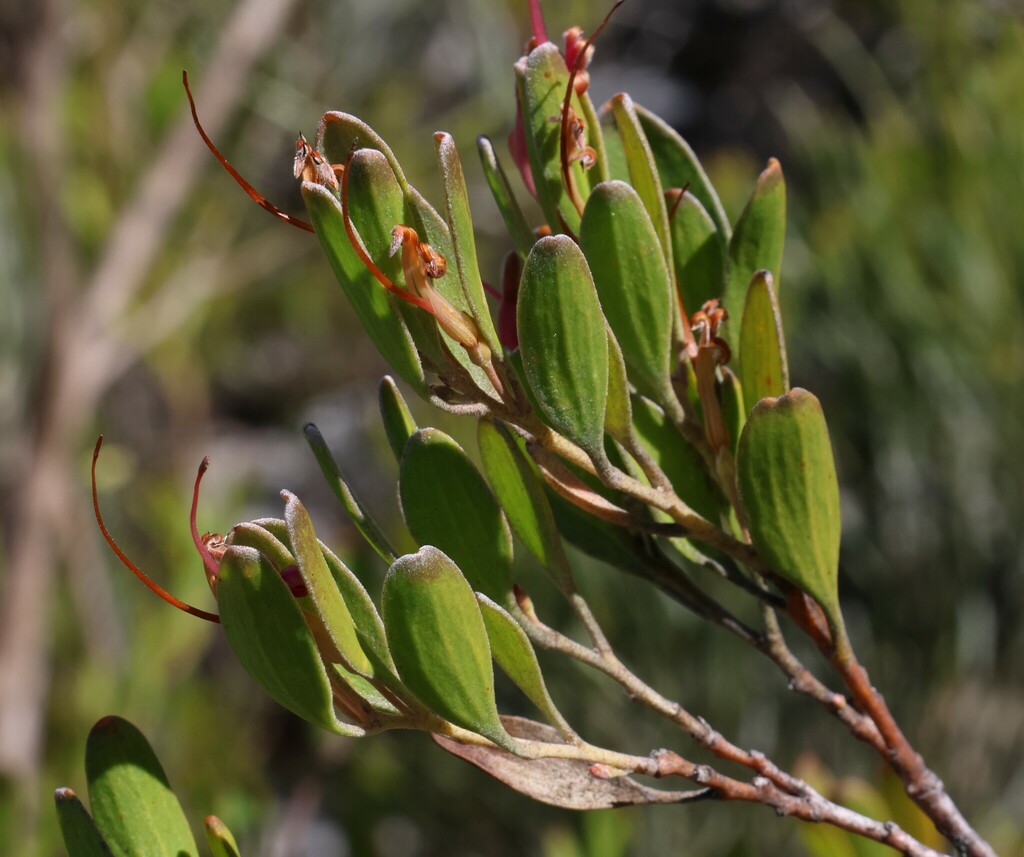 Adenanthos ellipticus