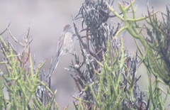 Leptasthenura aegithaloides