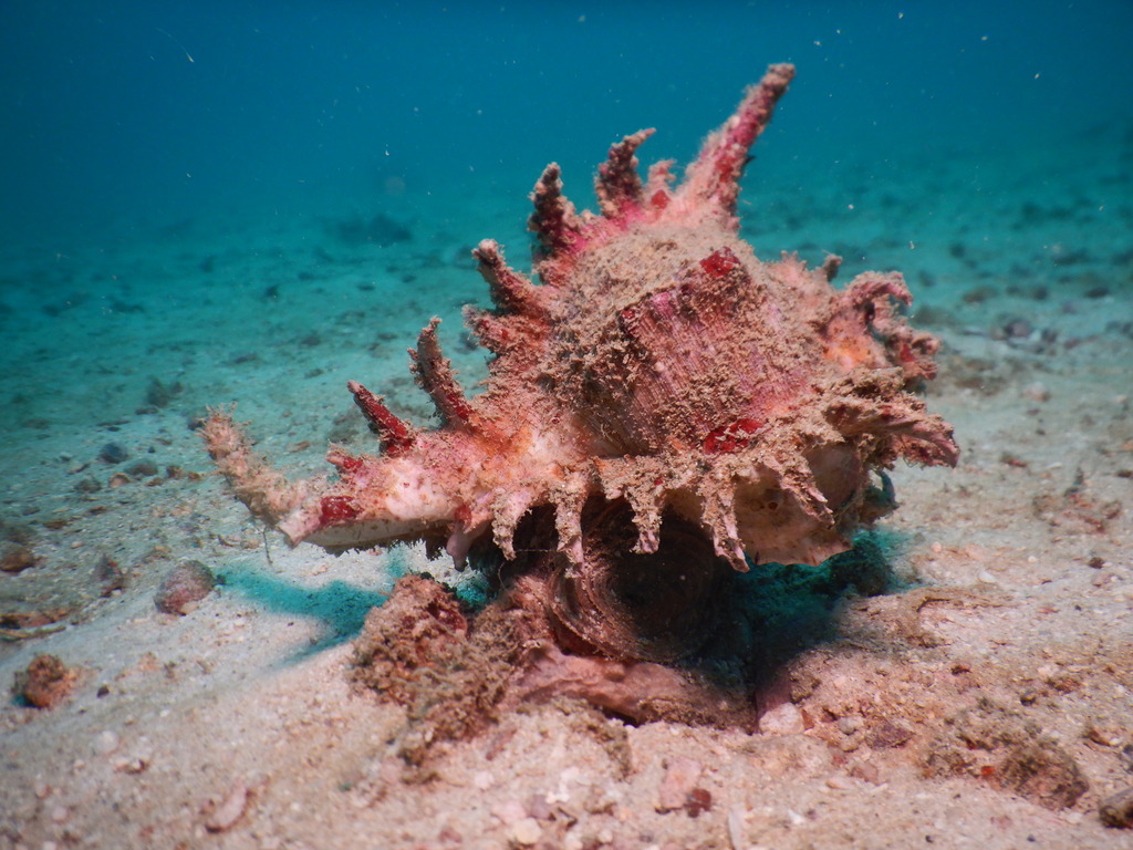Ramose Murex