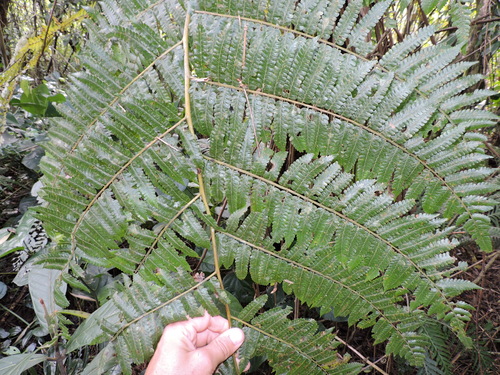 Cyathea phalerata, photograph 6