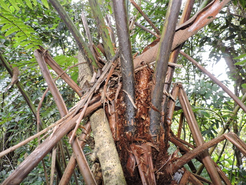 Cyathea phalerata, photograph 5
