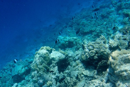 Black Pyramid Butterflyfish — seen at this dive site