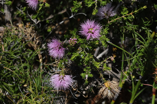 Image of Melaleuca jonesii by (c) Greg Tasney, some rights reserved (CC BY-SA)