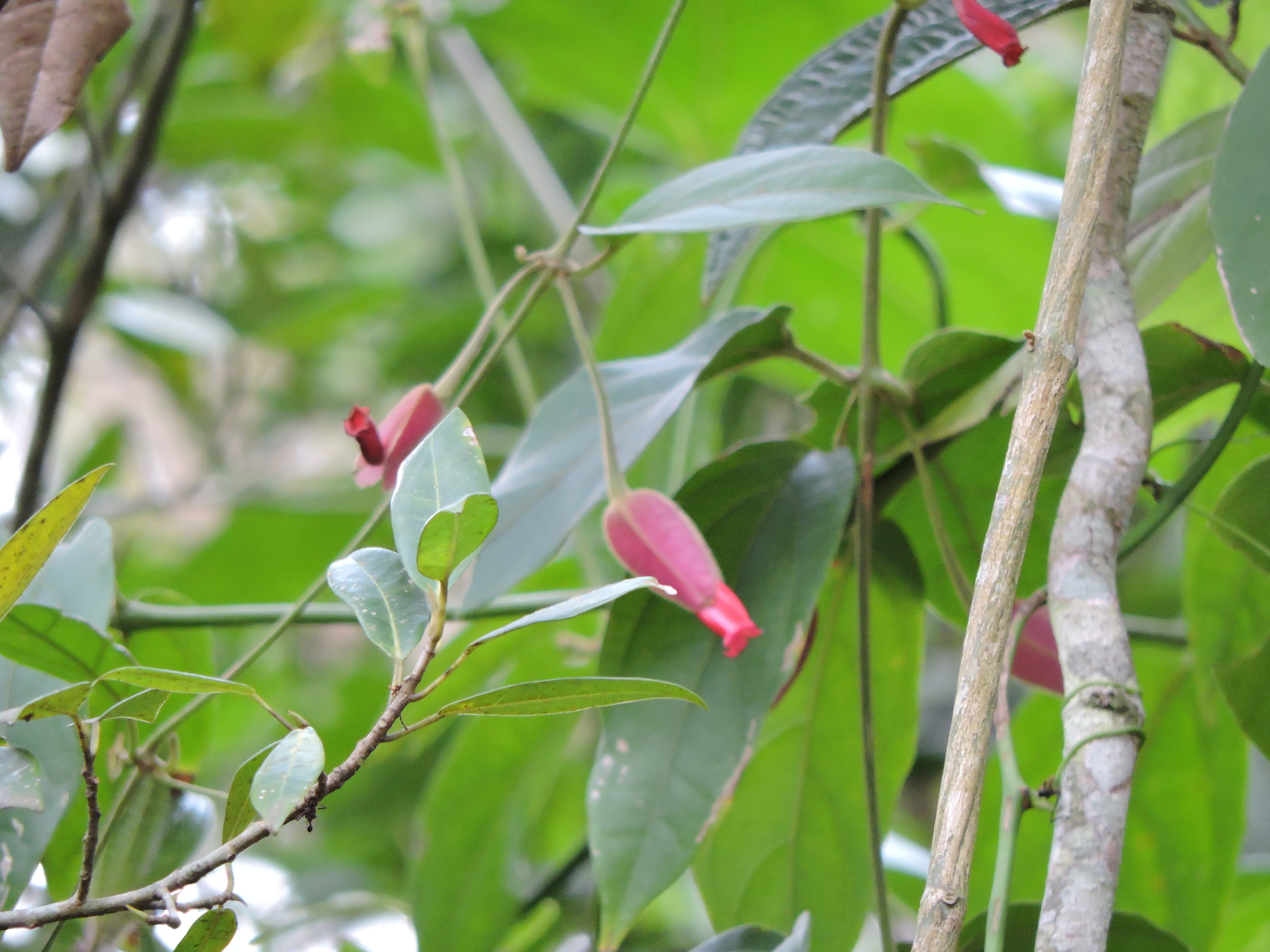 Mendoncia velloziana
