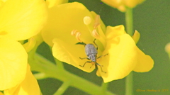 Ceutorhynchini