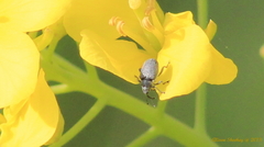 Ceutorhynchini