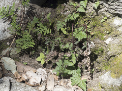 Pentagramma triangularis semipallida