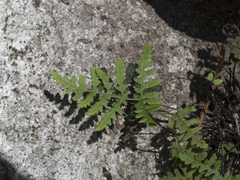 Pentagramma triangularis semipallida