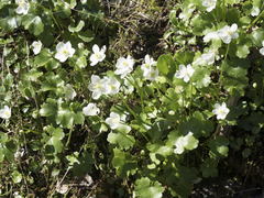 Kumlienia hystricula