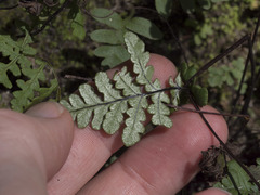 Pentagramma triangularis semipallida