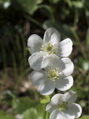 Kumlienia hystricula