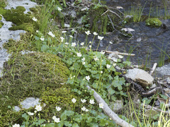 Kumlienia hystricula