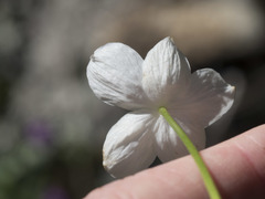 Kumlienia hystricula