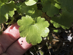 Kumlienia hystricula