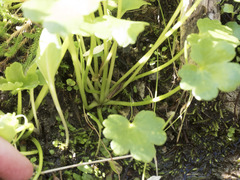 Kumlienia hystricula