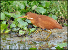 Ixobrychus cinnamomeus