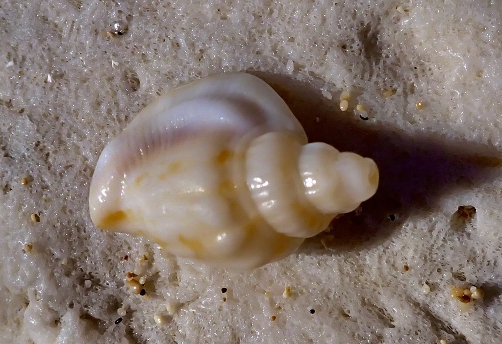 plicate conch from Sibang Cove, Calayan Island, Cagayan, Calayan ...