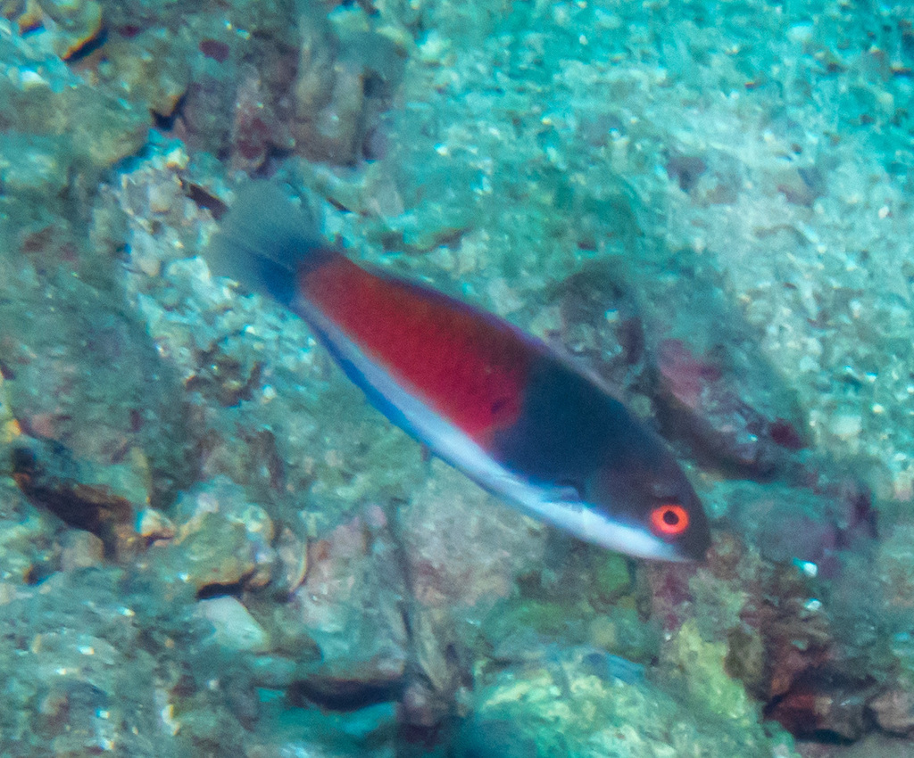 Blue-scaled Fairy Wrasse