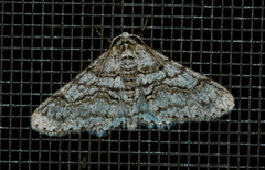 Cleora sublunaria