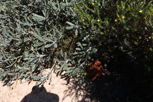 Image of Banksia baueri by (c) Greg Tasney, some rights reserved (CC BY-SA)