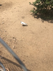 Columba livia domestica