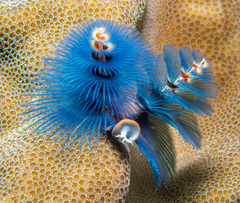 Spirobranchus corniculatus
