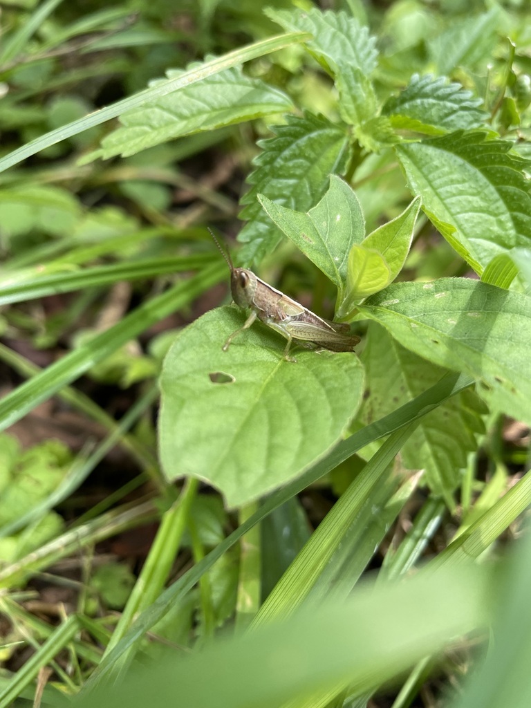 Oxya Yezoensis From 日本、〒029 2311 岩手県気仙郡住田町世田米 On August 10 2023 At 11