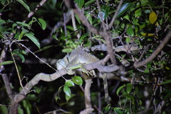 Physignathus cocincinus