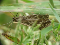 Evergestis frumentalis