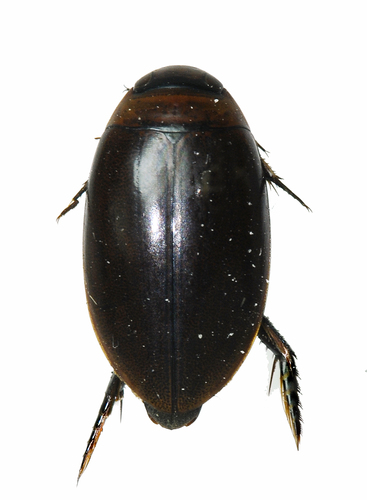Hydaticus ricinus