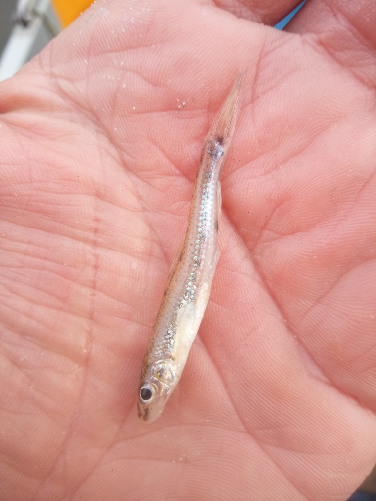 Don Whitefin Gudgeon