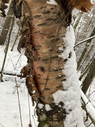 Prunus glandulifolia