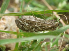 Evergestis frumentalis