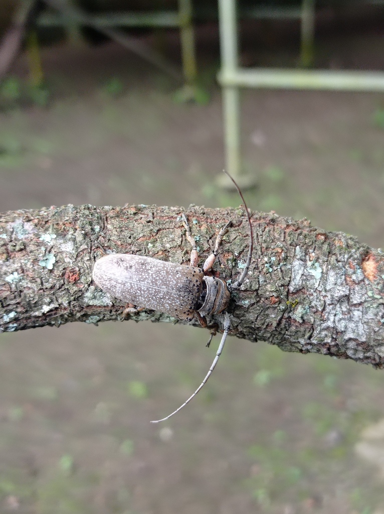 Oncideres etiolata