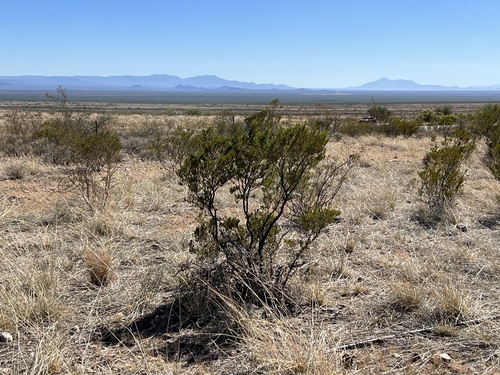 Larrea tridentata