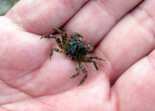 Varunidae