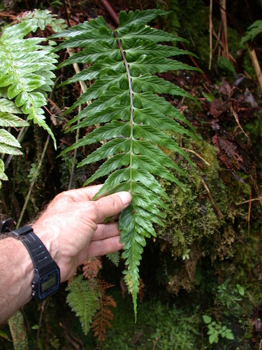 Asplenium lobulatum observed 2003-09-16