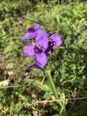 Tradescantia occidentalis