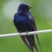 Eastern Purple Martin - Photo (c) Andrew Block, some rights reserved (CC BY-NC), uploaded by Andrew Block