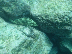 Epinephelus labriformis