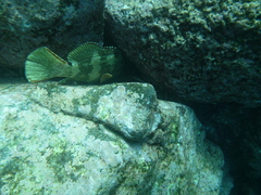 Epinephelus labriformis