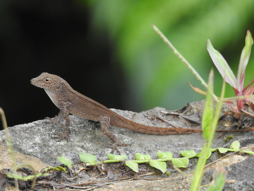 Crested Anole (Anolis cristatellus)