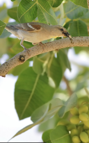 Yellow-throated Sparrow