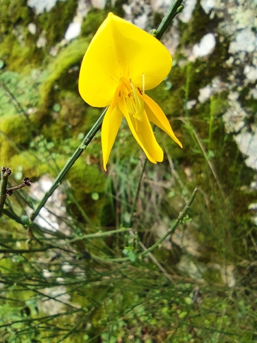 Cytisus scoparius