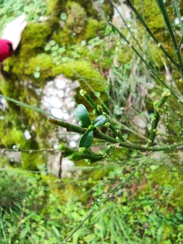Cytisus scoparius