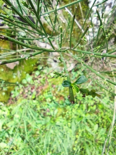 Cytisus scoparius