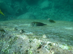 Ophioblennius steindachneri