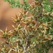 Seriphium burchellii - Photo (c) elliegoossens, algunos derechos reservados (CC BY-NC)