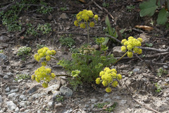 Lomatium utriculatum